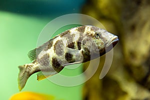 Malawi cichlids. Fish of Labidochromis Hongi sp. Kimpuma photo