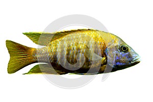 Malawi cichlids. Fish of the Labidochromis Hongi Kimpuma on white background photo