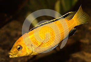 Malawi fish