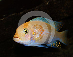 Malawi fish