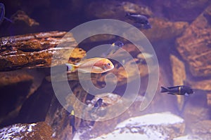 Malawi Fish in a Aquarium.