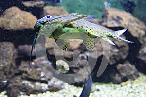 Malawi Spotted catfish