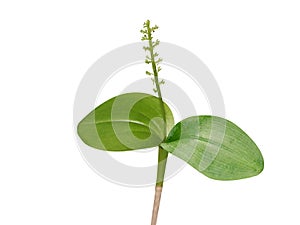 malaxis tree or adder's mouth plant