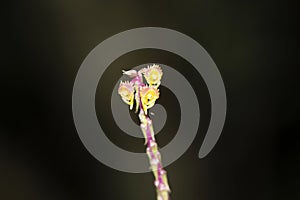 Malaxis versicolor, terrestrial orchid with short stem,  Amboli, Swantwadi, Maharashtra, India