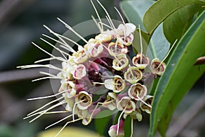 Malay Apple Flower or Syzygium malaccense