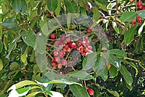 Malay apple fruits on tree, Syzygium malaccense, Rio