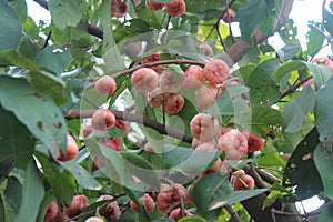 Malay apple, Watery rose apple photo