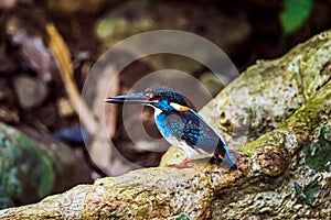 Malay Blue-banded Kingfisher