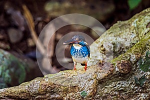 Malay Blue-banded Kingfisher