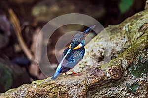 Malay Blue-banded Kingfisher