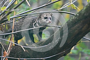 Malay civet photo