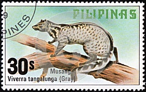 Malay Civet (Viverra tangalunga)