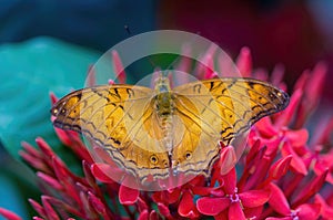 Malay Cruiser butterfly, male, sipping flower nectar