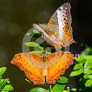 Malay cruiser butterfly - Vindula dejone