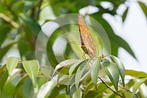 Malay Cruiser Vindula dejone erotella butterfly on green leaf.