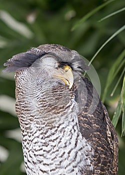 Malay eagle-owl Bubo sumatranus