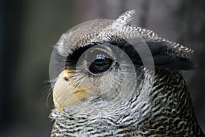 Malay eagle-owl