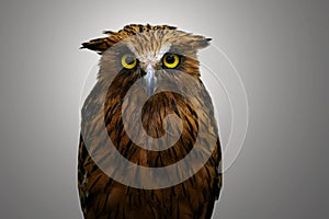 Malay Fish Owl