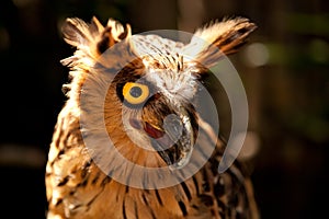 Malay Fish Owl (Bubo ketupu)