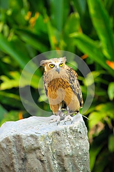 Malay fish owl