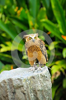 Malay fish owl photo