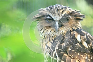 Malay fish owl