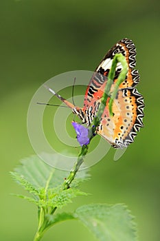 Malay lacewing