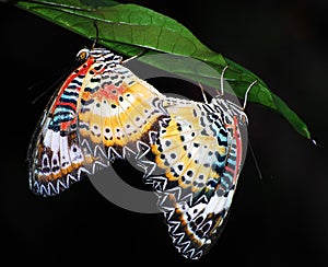 Malay Lacewing Butterflies