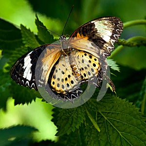 Malay Lacewing Butterfly