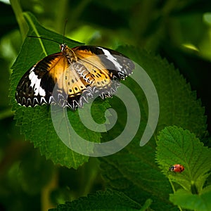 Malay Lacewing Butterfly