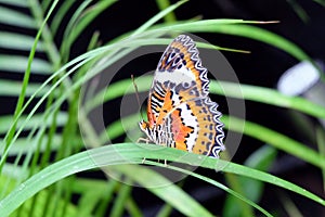 The Malay Lacewing Butterfly