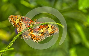 Malay lacewing butterfly portrait close up