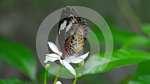 Malay lacewing, Cethosia cyane, Nymphalidae family