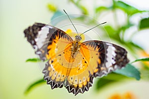 Malay lacewing, Cethosia hypsea Butterfly