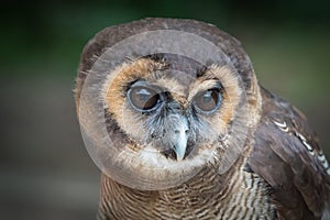 A malay owl closeup in a falcrony in saarburg, copy space