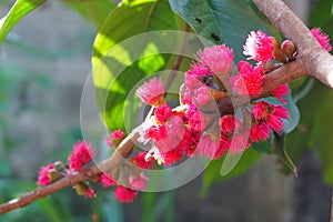 Malay rose apple flower bloom at tree close up shot