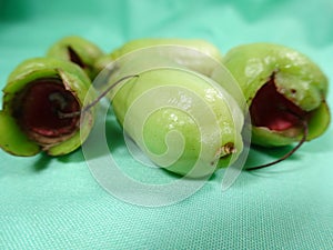 Malay rose apple fruit bud