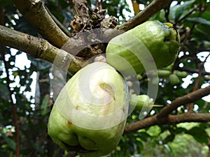 Malay rose apple fruit bud