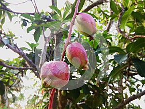 Malay rose apple, rose apple, or Syzygium malaccense