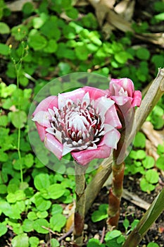 Malay Rose Etlingera Venusta Flower in Tropical Hawaii