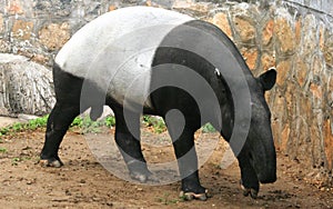 Malay tapir or Asian tapir