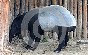 Malay tapir or Asian tapir