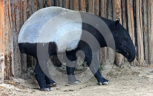 Malay tapir or Asian tapir