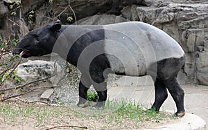 Malay tapir or Asian tapir