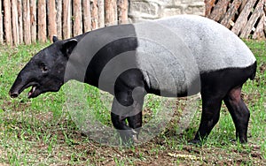 Malay tapir or Asian tapir