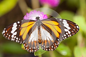 Malay tiger danaus affinis butterfly collecting nectar from flower