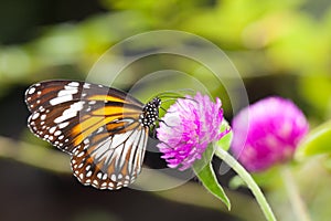 Malay tiger danaus affinis butterfly collecting nectar from flower