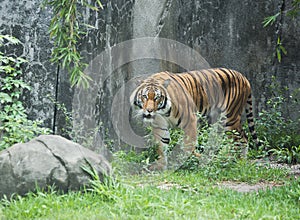 Malay Tiger in Zoo