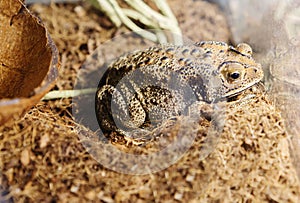 Malay toad