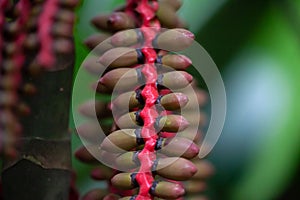 Malaya sealing wax palm fruits, Pinanga malaiana